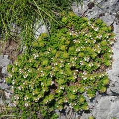 Teucrium pyrenaicum