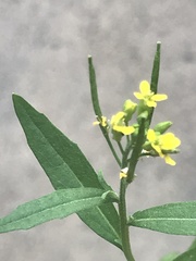 Erysimum cheiranthoides