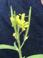 Erysimum cheiranthoides