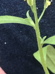 Erysimum cheiranthoides