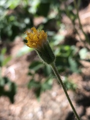 Arnica spathulata