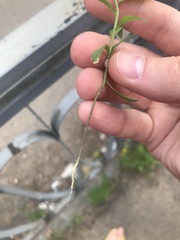 Erysimum cheiranthoides