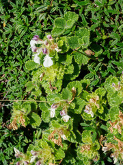 Teucrium pyrenaicum