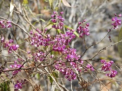 Securidaca diversifolia
