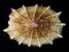 Puncturella cucullata