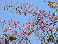 Securidaca diversifolia