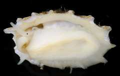 Puncturella cucullata