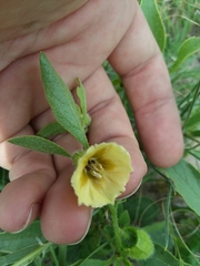 Physalis pumila hispida
