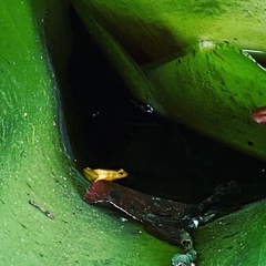 Anomaloglossus beebei