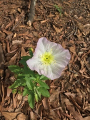 Oenothera speciosa