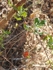 Paullinia fuscescens