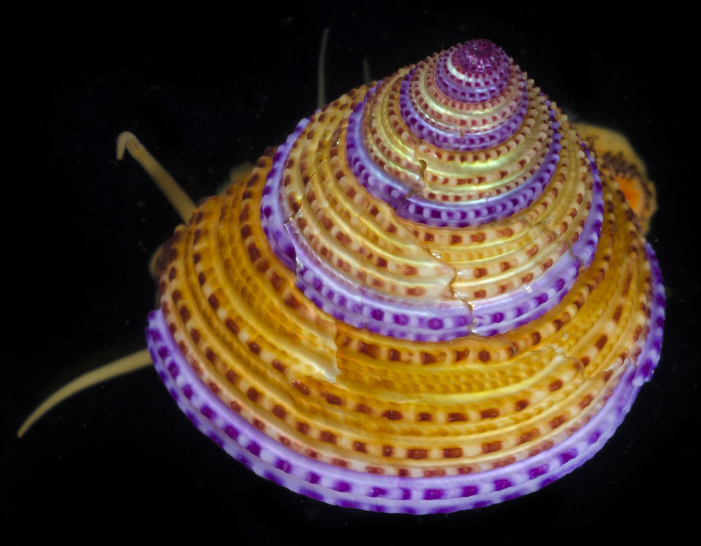 Calliostomatidae