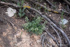 Reseda phyteuma