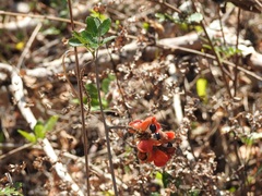 Paullinia fuscescens