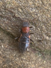 Endeodes collaris