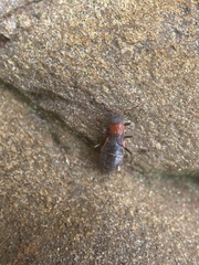Endeodes collaris