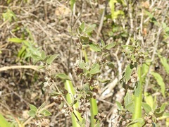 Lippia myriocephala