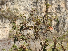 Lippia myriocephala