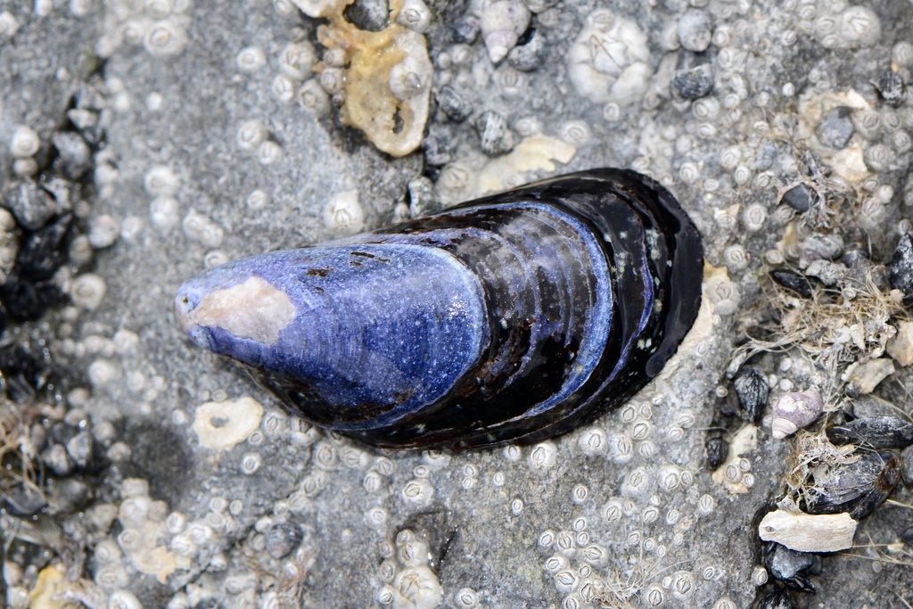 Northern Bay Mussel