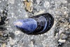Northern Bay Mussel - Photo (c) Janson Jones, some rights reserved (CC BY-NC), uploaded by Janson Jones