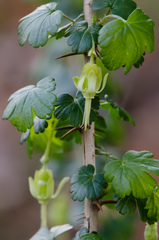 Ribes echinellum