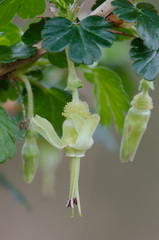 Ribes echinellum