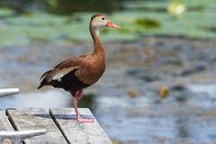 Dendrocygna autumnalis