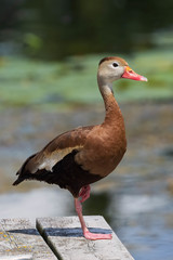 Dendrocygna autumnalis