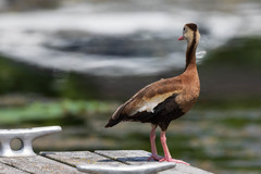 Dendrocygna autumnalis