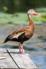 Dendrocygna autumnalis