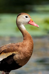 Dendrocygna autumnalis