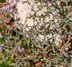Limonium cancellatum