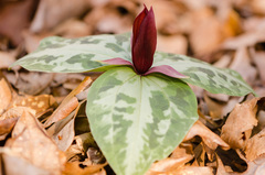 Trillium reliquum