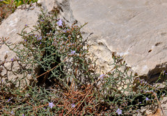 Limonium cancellatum