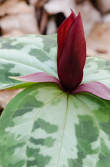 Trillium reliquum