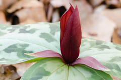 Trillium reliquum