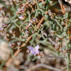 Limonium cancellatum