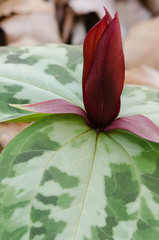 Trillium reliquum