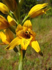 Chloraea gavilu