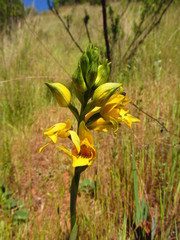 Chloraea gavilu