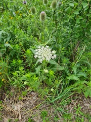 Daucus carota