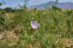 Sidalcea covillei