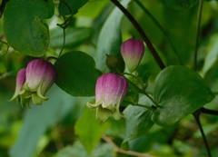 Clematis versicolor