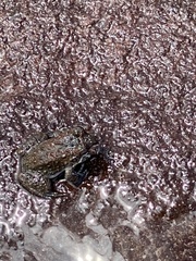 Leptodactylus rugosus