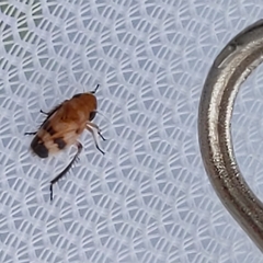 Anoscopus serratulae