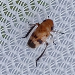 Anoscopus serratulae