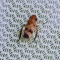 Anoscopus serratulae
