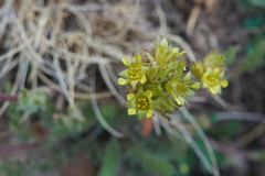 Ivesia campestris