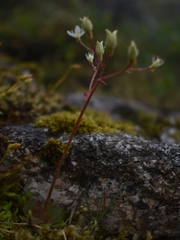 Micranthes stellaris