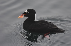 Surf Scoter photo 2